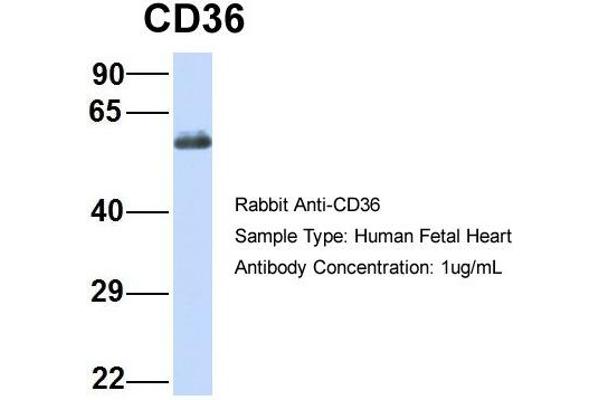 anti-CD36 (CD36) (N-Term) antibody