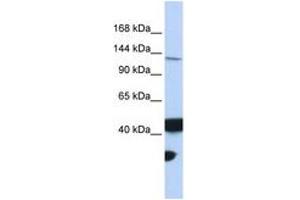 Image no. 1 for anti-MutL Homolog 3 (MLH3) (AA 1188-1237) antibody (ABIN6743100)