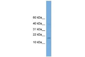 anti-Basic Helix-Loop-Helix Family, Member A9 (BHLHA9) (Middle Region) antibody