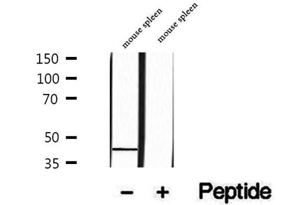 anti-Parvin, beta (PARVB) (C-Term) antibody