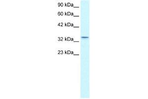 Claudin 16 antibody  (C-Term)