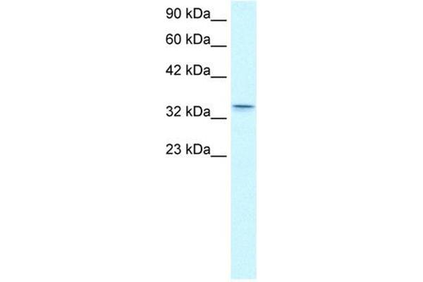 Claudin 16 antibody  (C-Term)