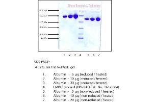 Image no. 1 for Albumin, Human Plasma (HAS, rHSA) (ABIN3119632)