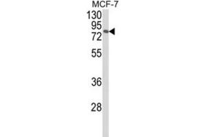 Image no. 1 for anti-Mitogen-Activated Protein Kinase 8 Interacting Protein 1 (MAPK8IP1) antibody (ABIN3004004)