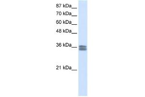 Image no. 1 for anti-Calcium Channel, Voltage-Dependent, gamma Subunit 4 (CACNG4) (N-Term) antibody (ABIN630108)