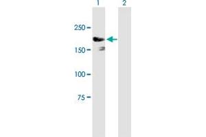 Western Blot analysis of IQGAP3 expression in transfected 293T cell line by IQGAP3 MaxPab polyclonal antibody.