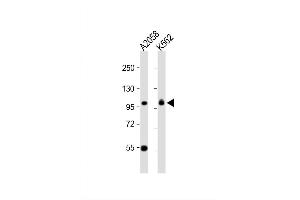 Image no. 2 for anti-Coatomer Protein Complex, Subunit gamma (COPG) (AA 721-750), (C-Term) antibody (ABIN1881223)