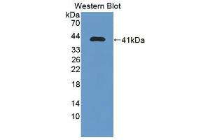 Image no. 2 for anti-Iron-Responsive Element Binding Protein 2 (IREB2) (AA 1-343) antibody (ABIN1868740)