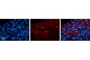 Image no. 3 for anti-MAX-Like Protein X (MLX) (Middle Region) antibody (ABIN2784559)