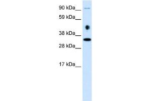 Image no. 1 for anti-Engrailed Homeobox 2 (EN2) (C-Term) antibody (ABIN2777264)