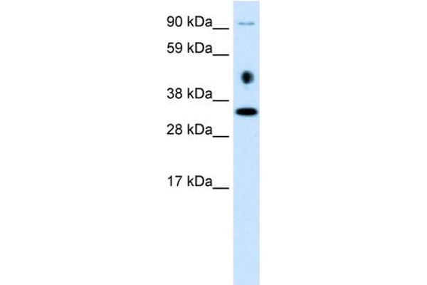EN2 Antikörper  (C-Term)