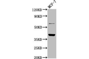 LAPTM4B antibody  (AA 174-226)