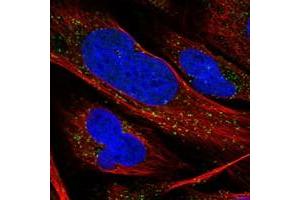 Image no. 1 for anti-RAB11 Family Interacting Protein 2 (Class I) (RAB11FIP2) antibody (ABIN5586656)