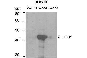 Image no. 1 for anti-Indoleamine 2,3-Dioxygenase 1 (IDO1) antibody (ABIN1043819)