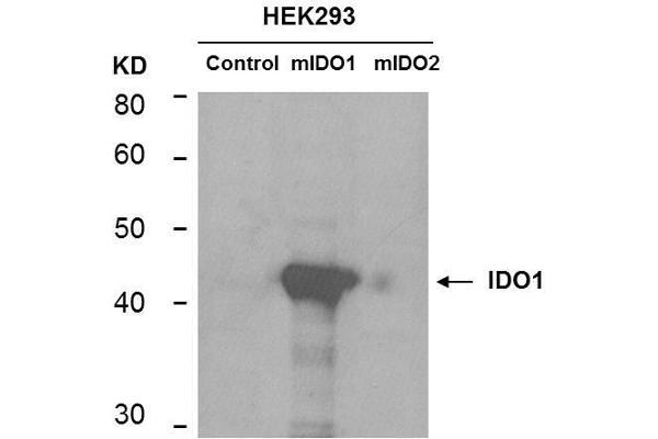 anti-Indoleamine 2,3-Dioxygenase 1 (IDO1) antibody
