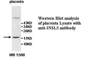 Image no. 1 for anti-Insulin-Like 3 (Leydig Cell) (INSL3) antibody (ABIN6584140)