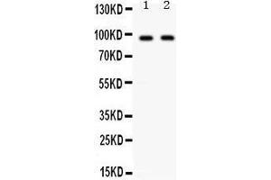 Image no. 1 for anti-CD22 Molecule (CD22) (AA 696-724), (C-Term) antibody (ABIN3043390)