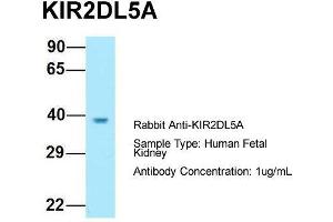 Image no. 1 for anti-Killer Cell Immunoglobulin-Like Receptor, Two Domains, Long Cytoplasmic Tail, 5A (KIR2DL5A) (C-Term) antibody (ABIN2774436)
