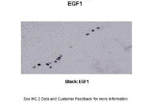 Image no. 3 for anti-Early Growth Response 1 (EGR1) (N-Term) antibody (ABIN2779828)
