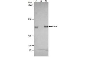 Image no. 2 for anti-Epidermal Growth Factor Receptor (EGFR) (C-Term) antibody (ABIN2854754)