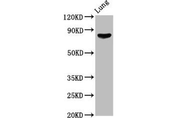 ITGB6 antibody  (AA 451-586)