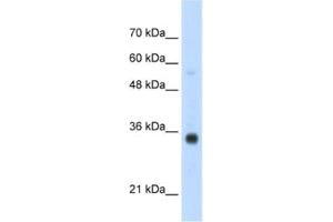Image no. 1 for anti-Homeobox B4 (HOXB4) antibody (ABIN2461926)