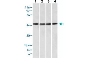 Image no. 1 for anti-F-Box Protein 5 (FBXO5) antibody (ABIN5577971)
