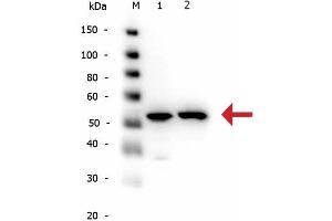 Image no. 4 for anti-alpha Tubulin (TUBA1) (Internal Region) antibody (ABIN129653)