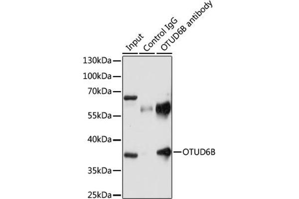 OTUD6B antibody  (AA 31-323)