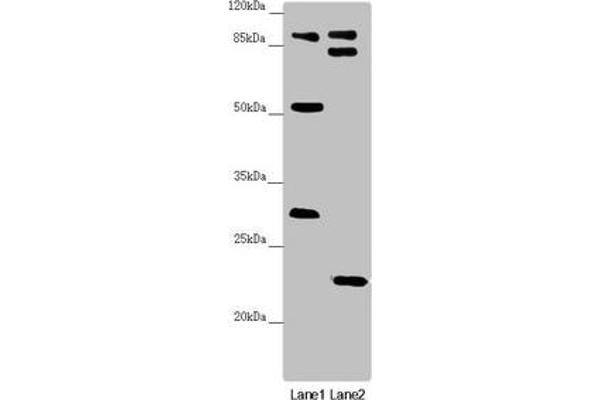 KANSL3 antibody  (AA 1-200)