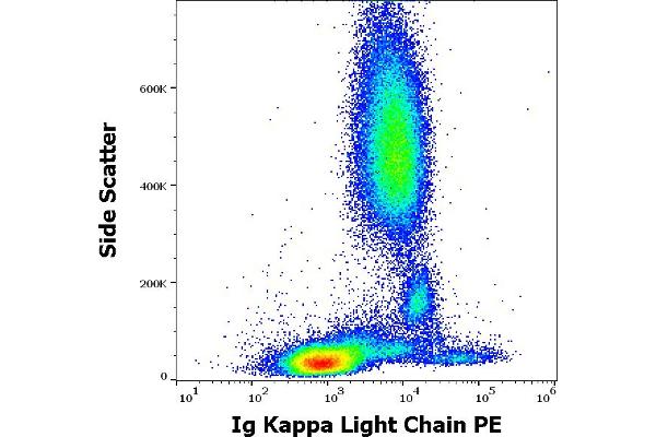 kappa Light Chain antibody  (PE)