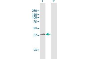 Image no. 1 for anti-Zona Pellucida Binding Protein 2 (ZPBP2) (AA 1-315) antibody (ABIN1327638)