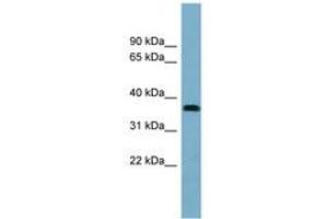 Image no. 1 for anti-Neuralized Homolog 2 (NEURL2) (AA 143-192) antibody (ABIN6743650)