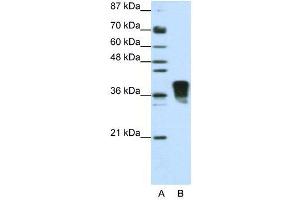 Image no. 3 for anti-Transformer 2 beta Homolog (TRA2B) (N-Term) antibody (ABIN2778898)