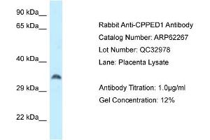 Image no. 1 for anti-Calcineurin-Like phosphoesterase Domain Containing 1 (Cpped1) (N-Term) antibody (ABIN2789090)