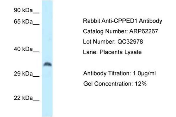 Cpped1 Antikörper  (N-Term)