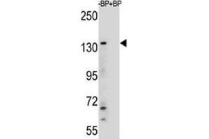 Image no. 2 for anti-Lysine (K)-Specific Demethylase 6B (Kdm6b) (AA 954-987) antibody (ABIN3031662)