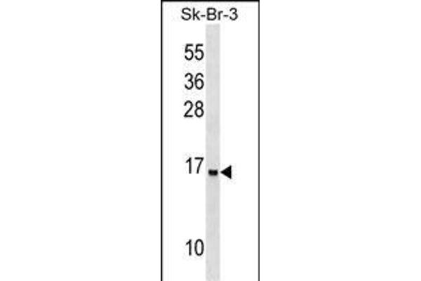 Urotensin 2B antibody  (N-Term)