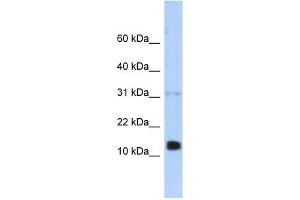 anti-Regenerating Islet-Derived 1 beta (REG1B) (N-Term) antibody