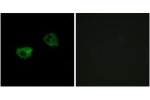 Image no. 1 for anti-RNA Binding Motif Protein 24 (RBM24) (AA 191-240) antibody (ABIN1535780)