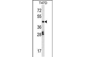 Image no. 1 for anti-GA Repeat Binding Protein, beta 1 (GABPB1) (AA 337-365), (C-Term) antibody (ABIN5538566)