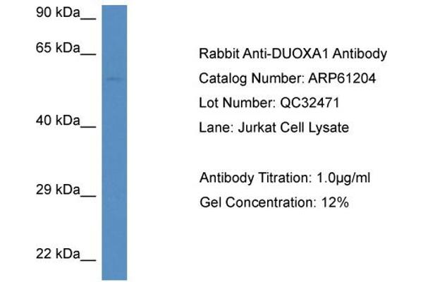 anti-Dual Oxidase Maturation Factor 1 (DUOXA1) (C-Term) antibody