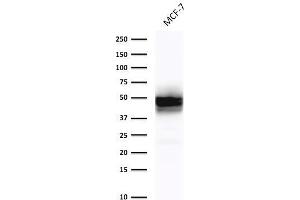 Image no. 1 for anti-Keratin 18 (KRT18) antibody (ABIN6939931)