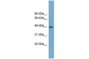 Image no. 1 for anti-Guanine Nucleotide Binding Protein (G Protein), alpha Inhibiting Activity Polypeptide 3 (GNAI3) (N-Term) antibody (ABIN929083)