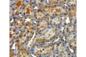 Image no. 2 for anti-Chloride Intracellular Channel 4 (CLIC4) (AA 104-253) antibody (ABIN1077931)