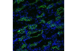 Image no. 1 for anti-Aquaporin 3 (Gill Blood Group) (AQP3) (C-Term) antibody (FITC) (ABIN2486361)