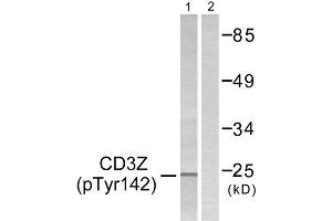 Image no. 1 for anti-CD247 Molecule (CD247) (pTyr142) antibody (ABIN1847268)