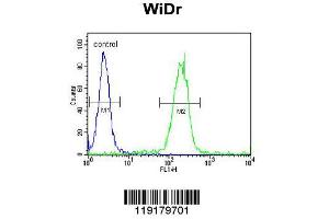 Image no. 1 for anti-Early Growth Response 1 (EGR1) (AA 9-37), (N-Term) antibody (ABIN389442)