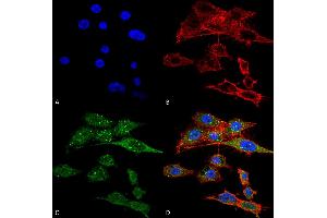 Image no. 1 for anti-KIAA0226 (KIAA0226) (N-Term) antibody (PE) (ABIN5066369)