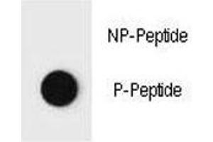 Image no. 1 for anti-Phosphatase and Tensin Homolog (PTEN) (pThr382) antibody (ABIN3032205)